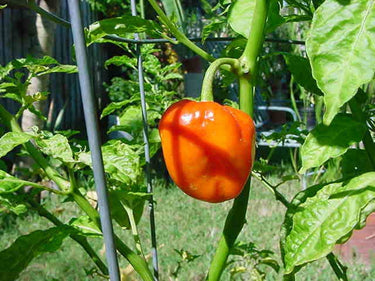 40 Orange SCOTCH BONNET PEPPER very hot Jamaican Capsicum Annuum Vegetable Seeds